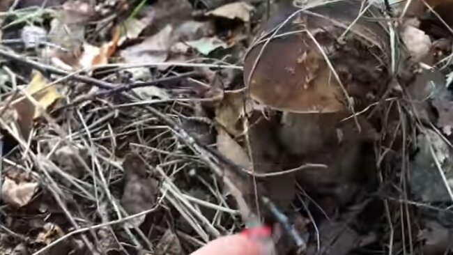 Grzyby. Źródło: Youtube