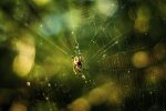 Duży pająk pojawia się w domach Polaków. Jego ukąszenie może być bolesne