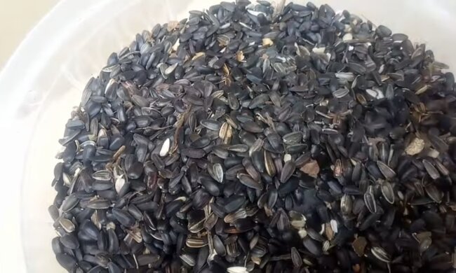 Łuski słonecznika/YouTube