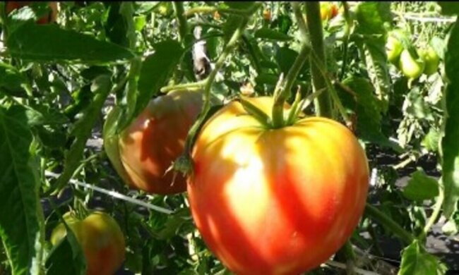 Najlepszy oprysk na zarazę ziemniaczaną. Twoje pomidory będę już bezpieczne