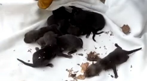 Myśleli, że wyciągnęli z kanału szczeniaki labradorów. Dopiero weterynarz zdradził, co to za zwierzęta. Ratownicy byli w szoku