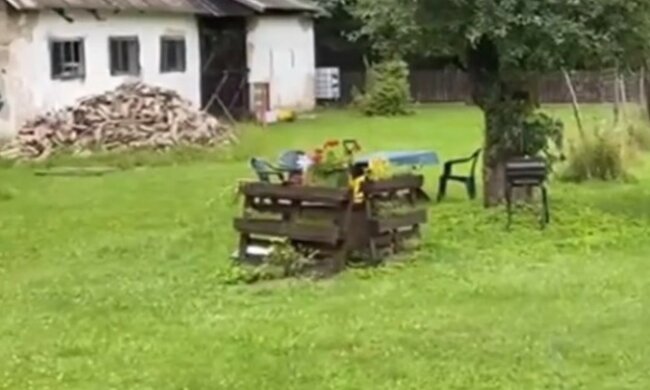 źródło: YouTube/Nadleśnictwo Hajnówka, Lasy Państwowe