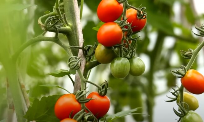 Pomidory, źródło: YouTube/Epic Gardening