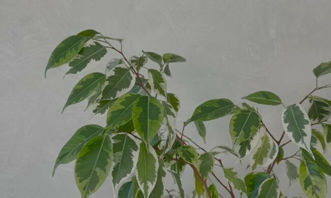 screen Youtube @nasi rastenija