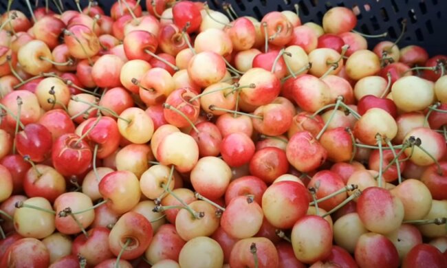 źródło: YouTube/Sadownictwo - Sad24