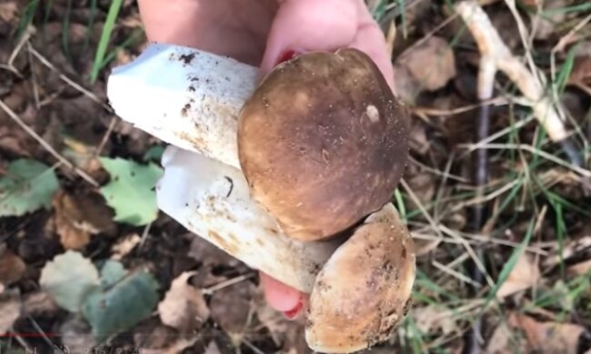 Grzyby. Źródło: Youtube