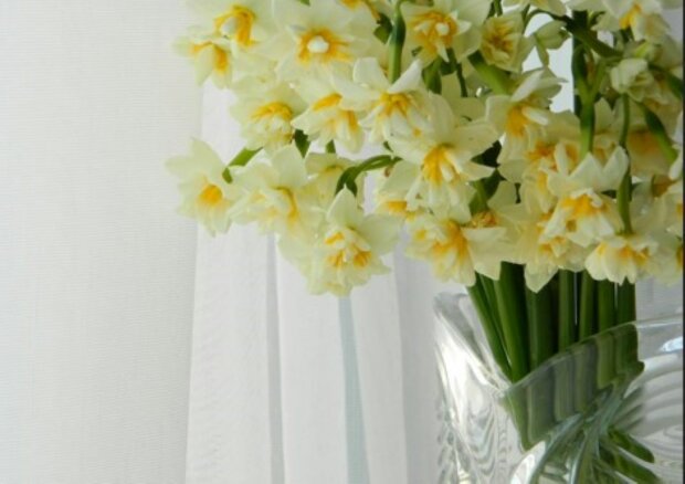 5 kropli i po problemie. Żonkile będą wyglądać jak świeżo ścięte