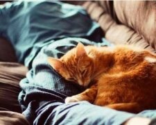 Dlaczego kot śpi na człowieku? Co oznacza jego postawa i wybrane miejsce
