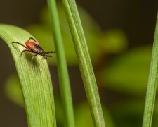 Niebezpieczne kleszcze z Afryki dotarły do Polski. "Nie czekają, lecz biegną"