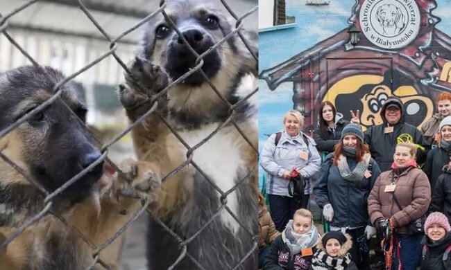 Schronisko w Białymstoku wstrzymało adopcje psów. Akcja cieszyła się dużym uznaniem