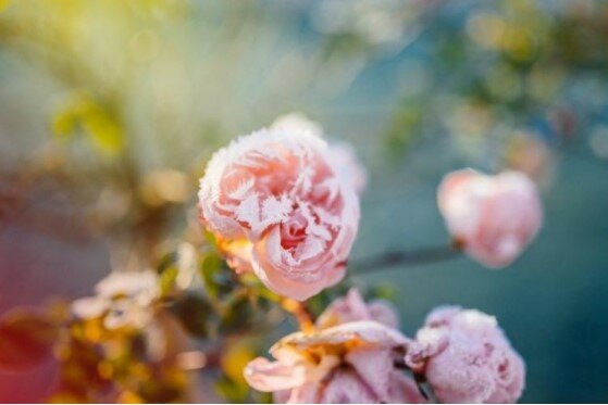 róże na zimę, screen Google