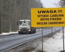 Ptasia grypa powróciła do Polski. Pilnie zwołano sztab kryzysowy
