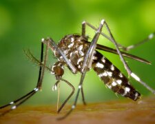 Nowe komary zaatakują Polskę? / fox17online.com