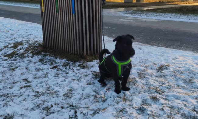 Porzucony w Poznaniu pies/Facebook @Zaginione Znalezione Zwierzęta Poznań Wielkopolska