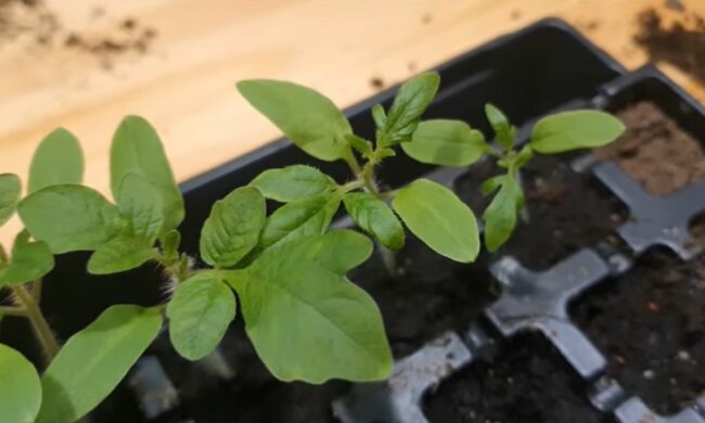 Pikowanie pomidorów/YouTube @infouprawa