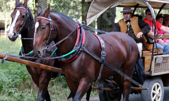 Konie do Morskiego Oka. Źródło: rmf24.pl
