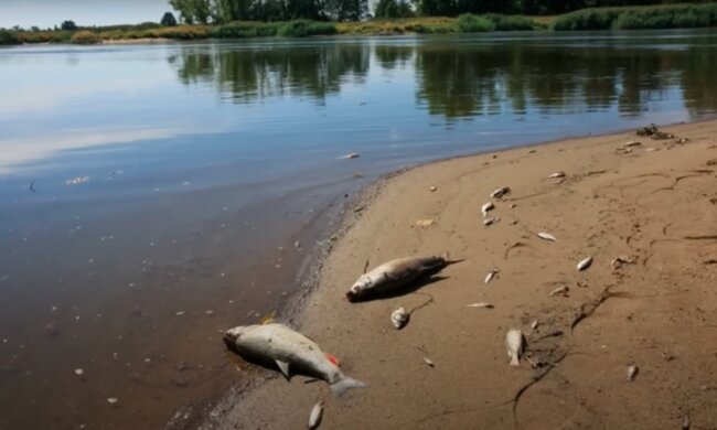 Śnięte ryby w Nerze / YouTube:  BIZNES