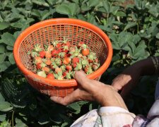 Podlej tym truskawki, a owoce będą większe i słodsze. Domowa odżywka za grosze