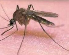 Komary mogą okazać się bardzo niebezpieczne. Przenoszony przez nie wirus jest bardzo niebezpieczny. Odnotowano już pierwszą ofiarę