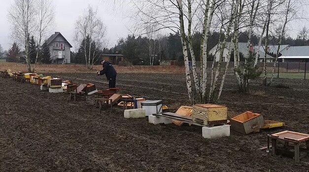 Policja szuka osoby odpowiedzialnej za uszkodzenie pasieki. Pół miliona pszczół zapłaciło najwyższą cenę