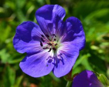 Geranium, źródło: Pixabay