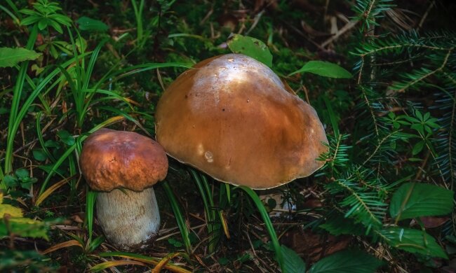 Grzybobranie/Pexels