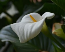 skrzydłokwiat @pexels