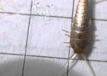 Rybik cukrowy/ Youtube: katowicecentrum