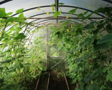 Wsypuję to pod ogórki po wschodach. Plony są ogromne aż do jesieni