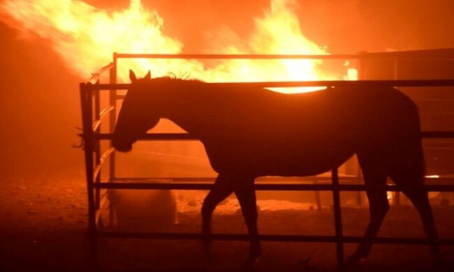 Pożar w Kalifornii. Koń wyrwał się strażakom, by uratować rodzinę