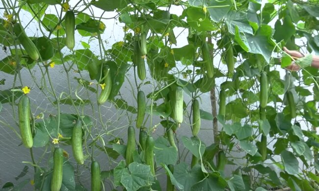 Ogórki, źródło: YouTube/DIY Garden Ideas