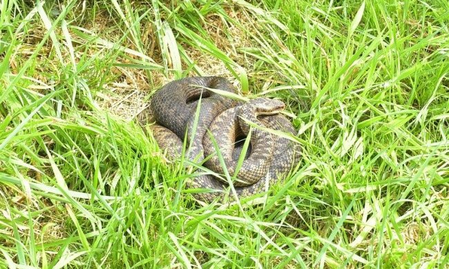 W lasach trzeba na nią bardzo uważać!/screen Pixabay