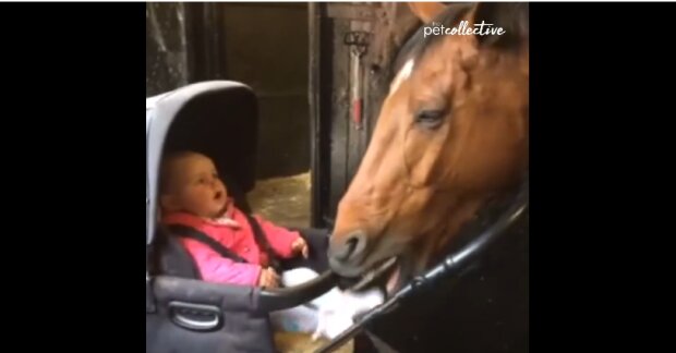 Zaskakujące nagranie konia, który postanowił zaopiekować się małym dzieckiem. Wobec tego nagrania nie można zostać obojętnym