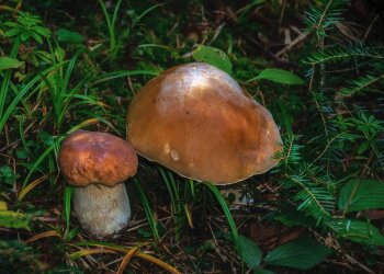 Grzybobranie/Pexels