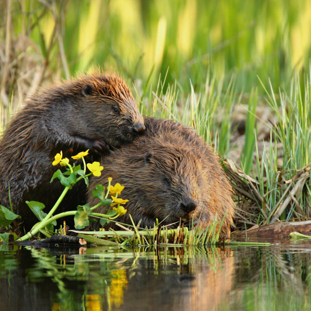 Leśnicy nagrali całujące się bobry, źródło: infoWire.pl
