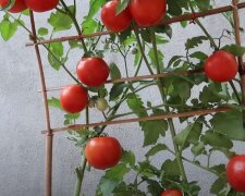 Pomidory, źródło: YouTube/ Gardening at Home
