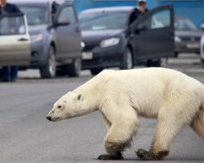 Gromada niedźwiedzi polarnych opanowała całą miejscowość. Mieszkańcy zostali uwięzieni we własnych domach