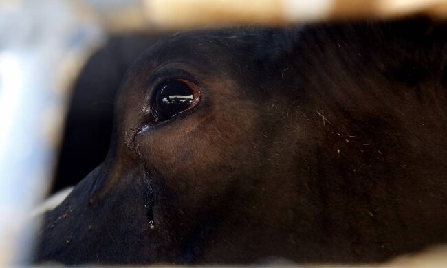 Pokazuje to, czego nikt nie chce widzieć. Fotograf zwierząt hodowlanych opowiada o swojej pracy