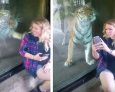 Ciężarna chciała zrobić sobie zdjęcie z tygrysem, kiedy nagle stało się to. Wszystko nagrali jej przyjaciele