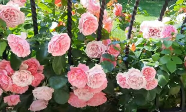 Róże/YouTube @Pastele Garden