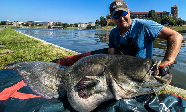 Monstrualna ryba wyłowiona z Wisły w Krakowie. Rybacy podzielili się niezwykłymi zdjęciami