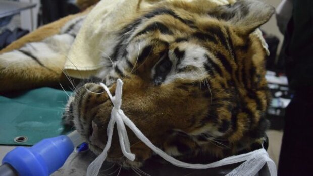 Najnowsze doniesienia w sprawie Gogha - tygrysa z poznańskiego zoo