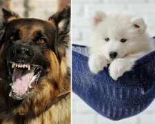 Psy to niezwykle inteligentne zwierzęta. Czy potrafią odróżnić dobrych i złych ludzi? Naukowcy rozwiewają wątpliwości