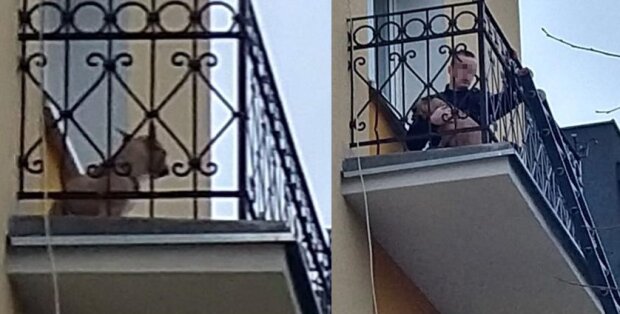 Zamknęli psa na balkonie przez 2 dni bez wody i pożywienia. Reakcja służb oburzyła Polaków