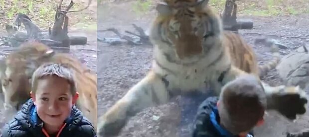 Tygrys próbował rzucić się na chłopca. Wszystko zarejestrowały kamery