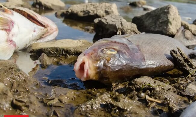 Skażenie Odry/YouTube @FAKT