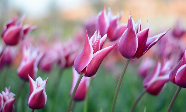Posyp tulipany i narcyzy w marcu tym składnikiem. Wiosną rabata będzie pełna kwiatów