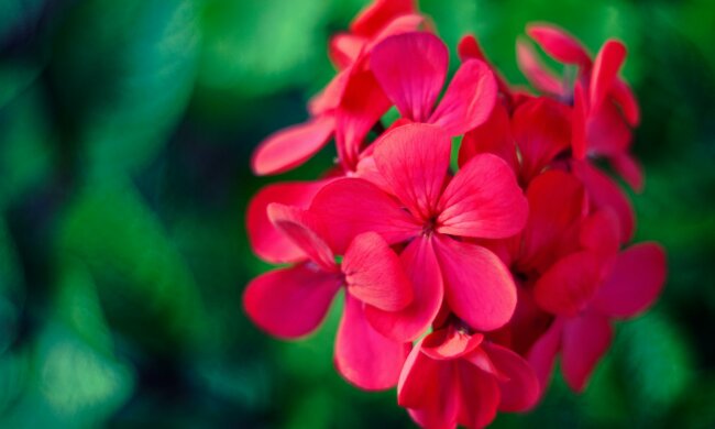 Zrób to z pelargoniami w maju. Latem balkon może tonąć w kwiatach