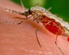 Skuteczne sposoby na komary! / english.alarabiya.net