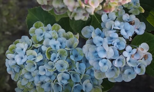 Hortensje, źródło: YouTube/The Middle-Sized Garden